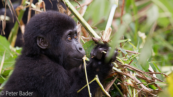 Gorilla in Oeganda, Bwindi Forest National Park