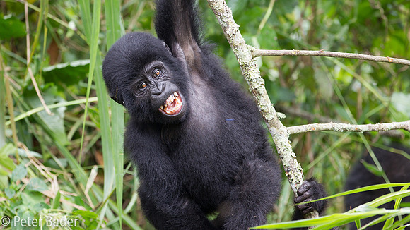 Gorilla in Oeganda, Bwindi Forest National Park-13