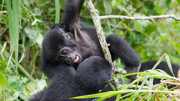 Gorilla in Oeganda, Bwindi Forest National Park