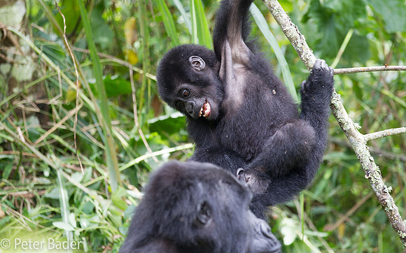 Gorilla in Oeganda, Bwindi Forest National Park-15