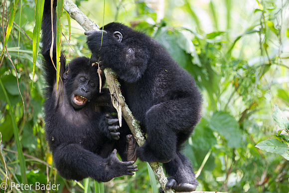 Gorilla in Oeganda, Bwindi Forest National Park