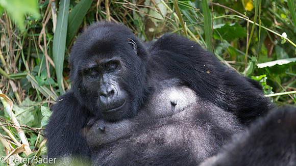Silverback Gorilla in Oeganda, Bwindi Forest National Park