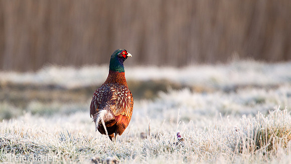Fazant - Common Pheasant-15