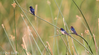 Uganda Vogels - Uganda Birds