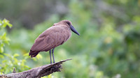 Uganda Vogels - Uganda Birds