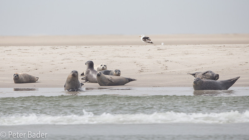 Grijze Zeehonden Grey Seals