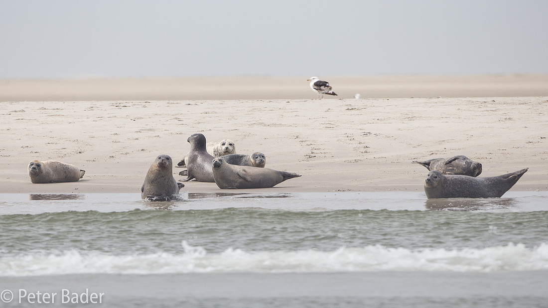 Grijze Zeehonden Grey Seals