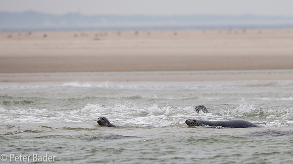 Zeehonden
