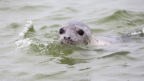 Grijze Zeehond