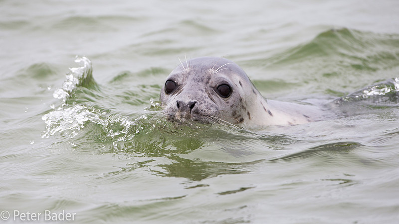 Grijze Zeehond, Grey seal