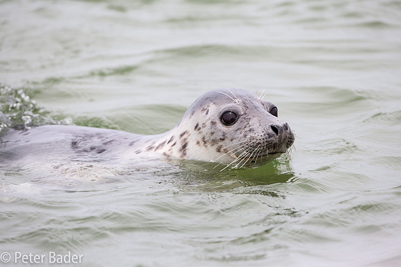 Grijze Zeehond