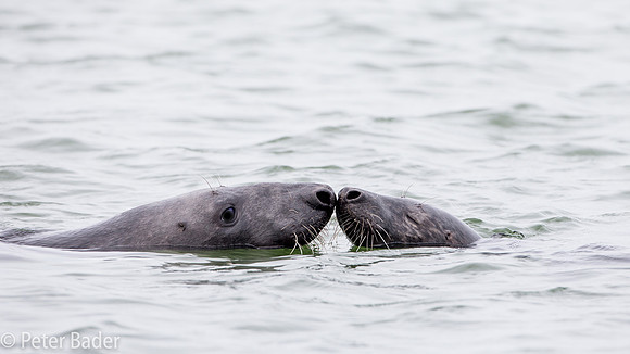 Gewone Zeehond kussend, Seals kissing