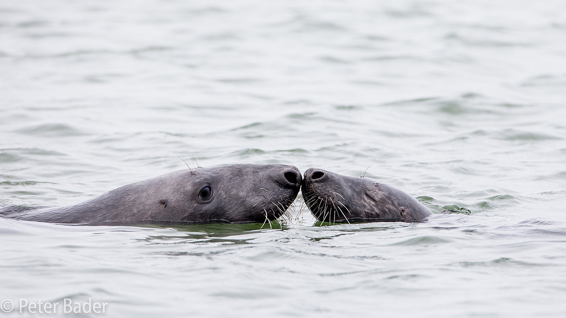 Gewone Zeehond kussend, Seals kissing