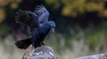Raaf - Raven