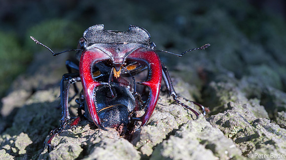 Vliegend Hert - Stag beetle