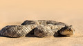 Horned Adder-5