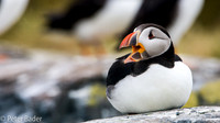 Farne Islands & Bass Rock