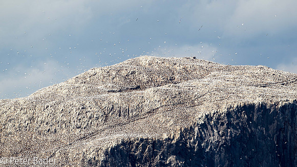 Bass Rock-4