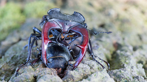 Vliegend Hert - Stag beetle