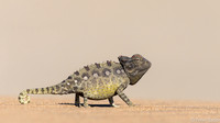Namaqua Kameleon - Chameleon