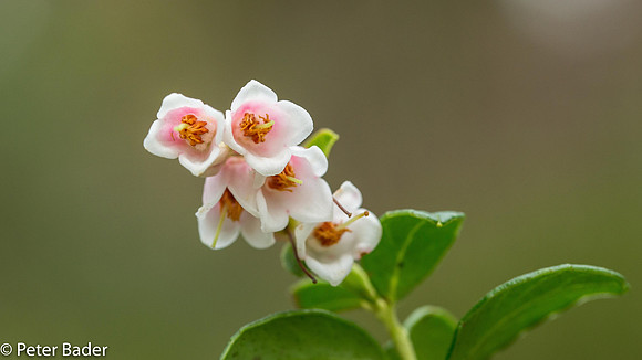 Macro Workshop-12