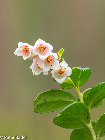 Macro Workshop-13
