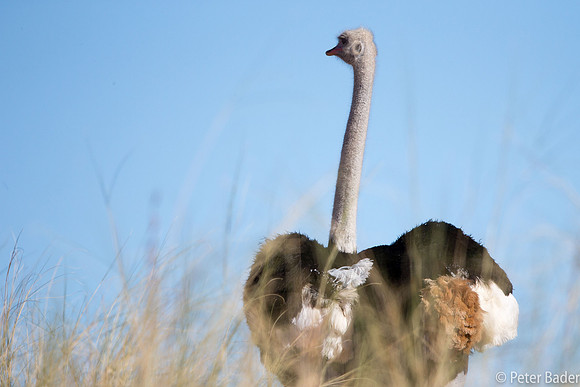 Kgalagadi-8