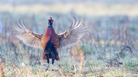 Fazant - Common Pheasant-3