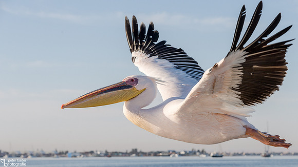 Pelikanen - Pelicans-7