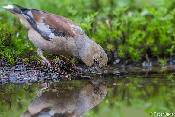 Applevink