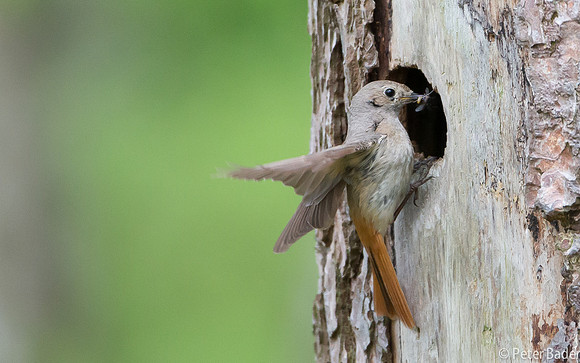 Gekraagde Roodstaart - Common Redstart