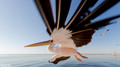 Pelikanen - Pelicans-12