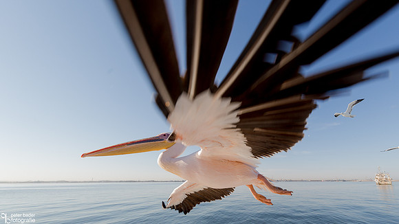 Pelikanen - Pelicans-12