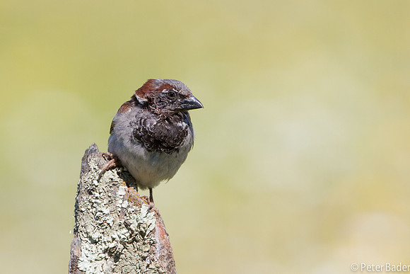 Mus - Sparrow