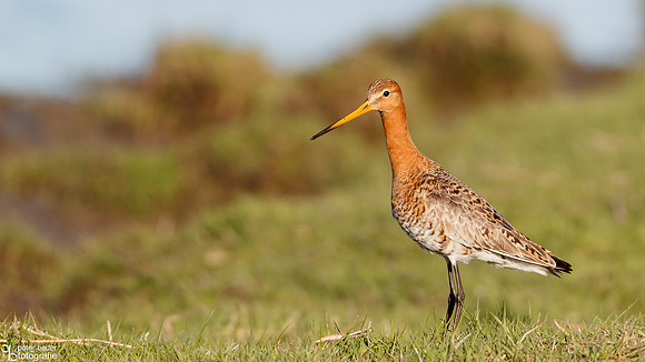 Grutto - Black-tailed Godwit-2