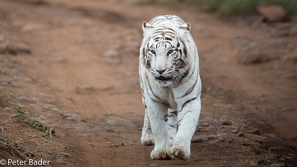 Tiger Canyon South Africa