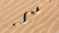 Horned Adder-9