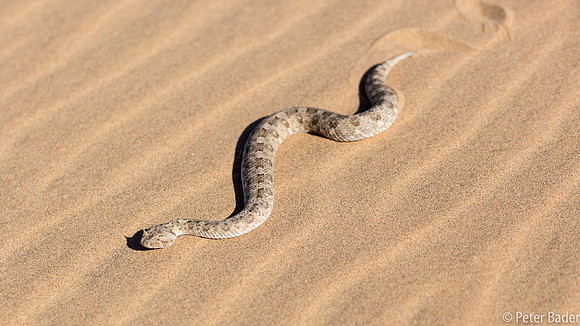 Horned Adder-9