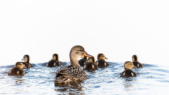 Krakeend - Gadwall-1
