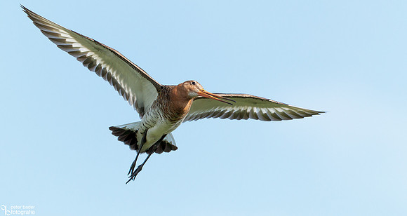Grutto - Black-tailed Godwit-13