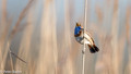 Blauwborst - Bluethroat-7