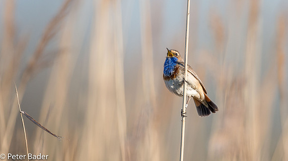 Blauwborst - Bluethroat-7