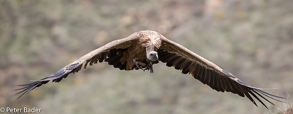 Vale Gier - Griffon Vulture-6