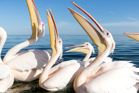 Pelikanen - Pelicans