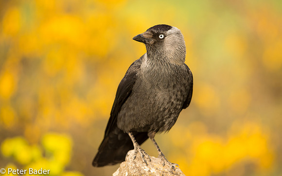 Kauw - Western Jackdaw 1