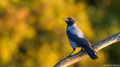 Bonte Kraai - hooded Crow