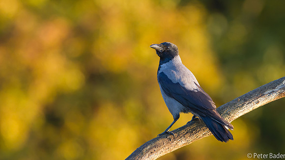 Bonte Kraai - hooded Crow