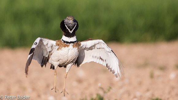 Kleine Trap - Little Bustard 5