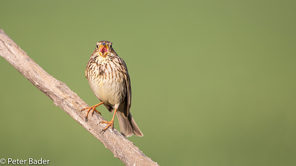 Grauwe Gors - Corn Bunting 1