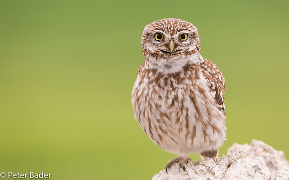 Steenuil - Little Owl 3